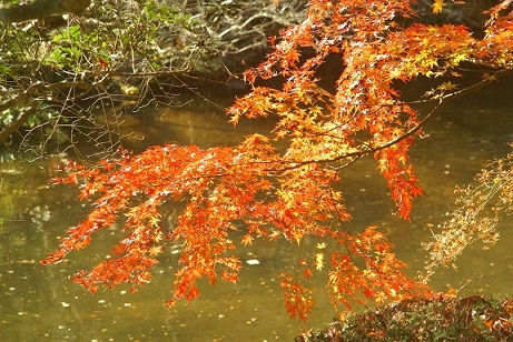 成田公園の紅葉